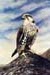Lanner Falcon Lanner Falcon